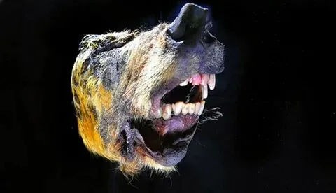 Amazing discovery: 32,000-year-old wolf head unearthed, perfectly preserved in Siberian permafrost.