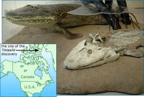 Ancient Aquatic Beings: Traces of a Hidden Extraterrestrial Civilization?