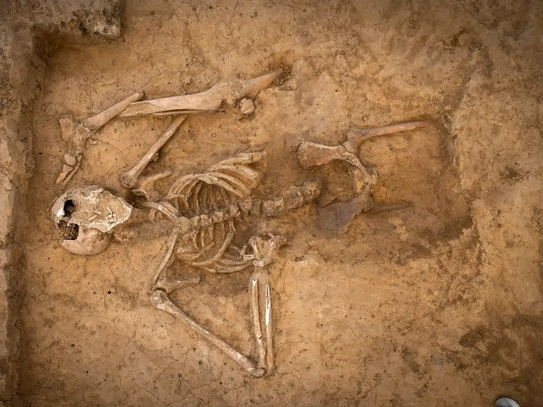 Uncovering the Mystery of the Catalina Island Giants: Myth or Reality?