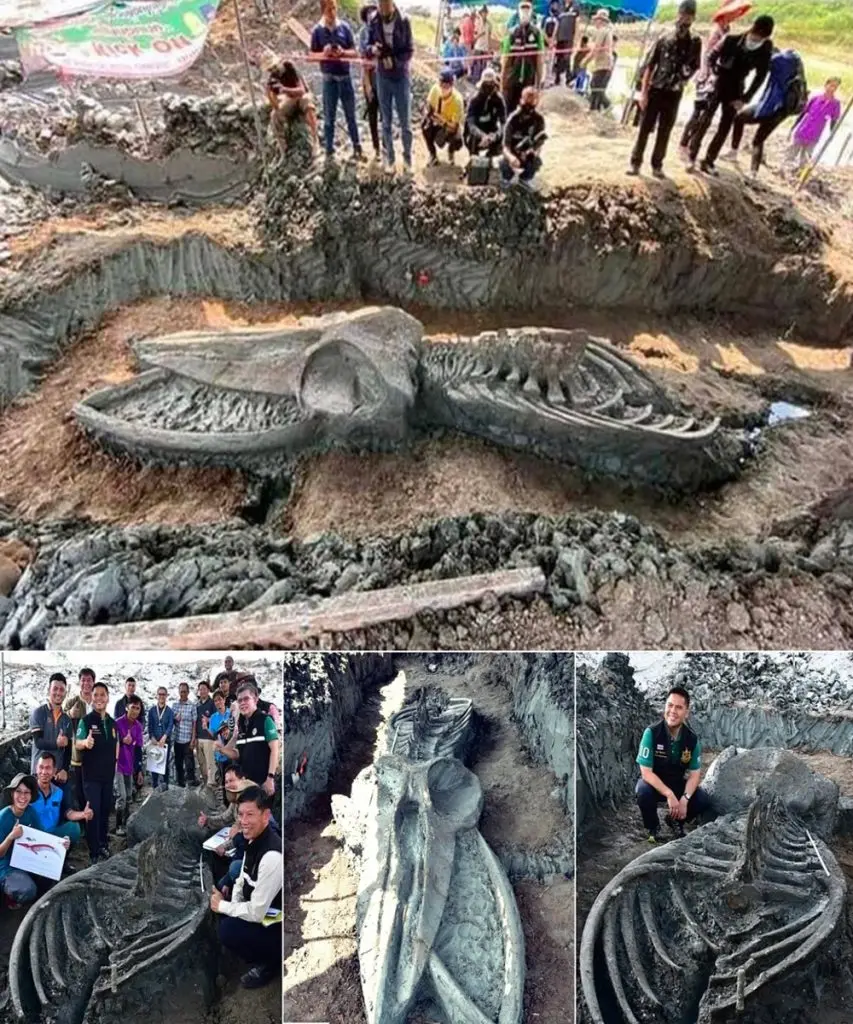 Amazing discovery: 5,000-year-old, 39-foot creature unearthed in Thailand sparks curiosity