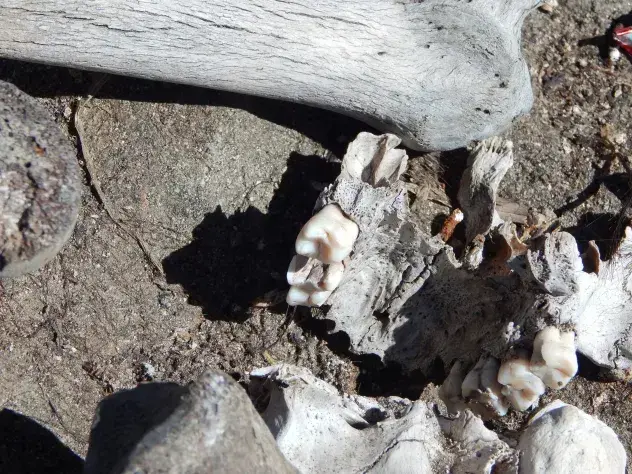 Discover the mystery of the ‘Lake of Human Skeletons’ on the roof of the world, the Himalayas