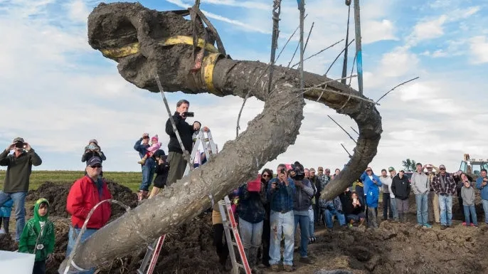 Astonishing Discovery: 6 Million-Year-Old Woolly Mammoth Fossil Unearthed in Michigan Redefines Prehistoric History