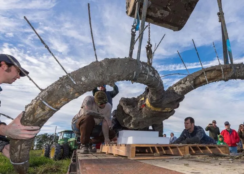 Astonishing Discovery: 6 Million-Year-Old Woolly Mammoth Fossil Unearthed in Michigan Redefines Prehistoric History