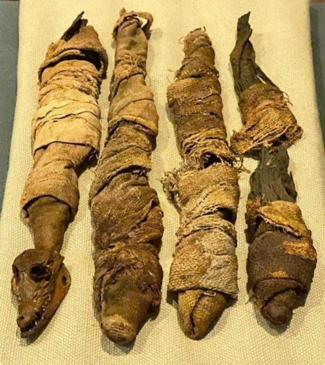 Four mummified baby crocodiles from the Ptolemaic or Roman period of Egypt (332 BC – AD 250) are on display at the National Museum of Natural History, one of the Smithsonian Institution's museums in Washington, DC, USA.
