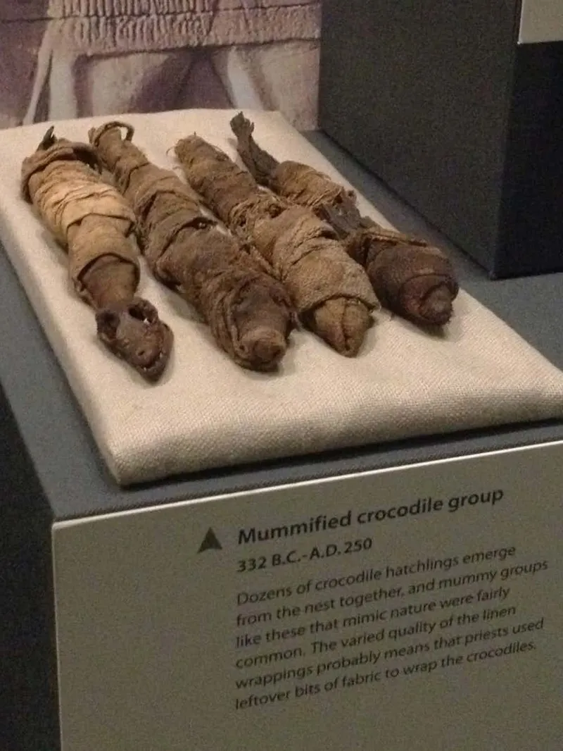 Four mummified baby crocodiles from the Ptolemaic or Roman period of Egypt (332 BC – AD 250) are on display at the National Museum of Natural History, one of the Smithsonian Institution's museums in Washington, DC, USA.