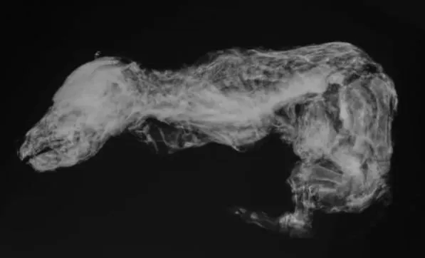 Breaking News: Experts shocked by discovery of intact 57,000-year-old wolf mummy