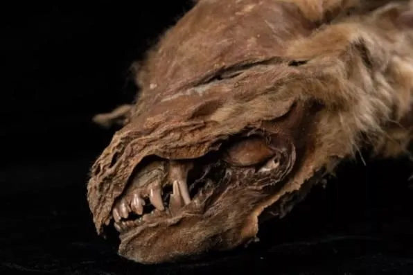 Breaking News: Experts shocked by discovery of intact 57,000-year-old wolf mummy