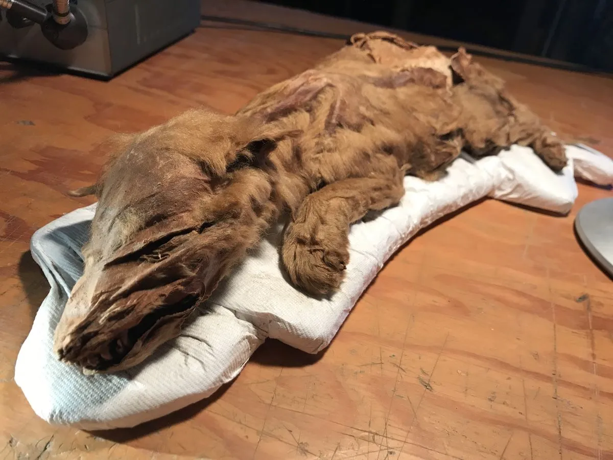 Breaking News: Experts shocked by discovery of intact 57,000-year-old wolf mummy