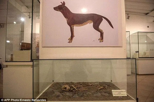 Secretos antiguos revelados: Descubiertos enigmáticos entierros de perros de 1,000 años bajo el zoológico de Lima.