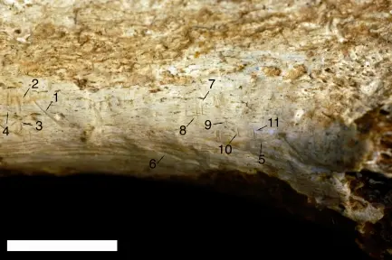 WATCH (VIDEO): Ancestral cannibalism: Evidence found among humanity's earliest relatives from 1.45 million years ago