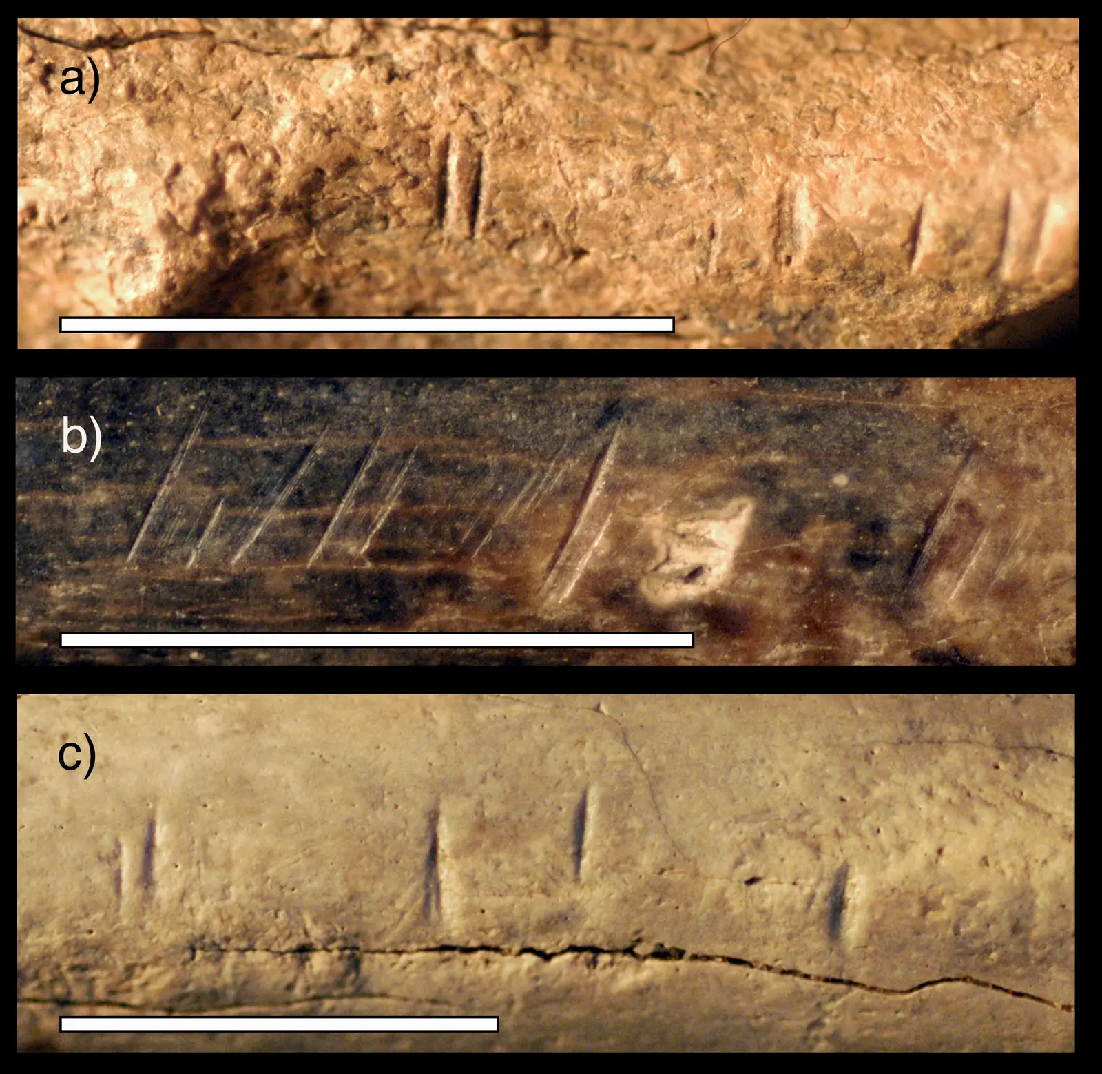 WATCH (VIDEO): Ancestral cannibalism: Evidence found among humanity's earliest relatives from 1.45 million years ago