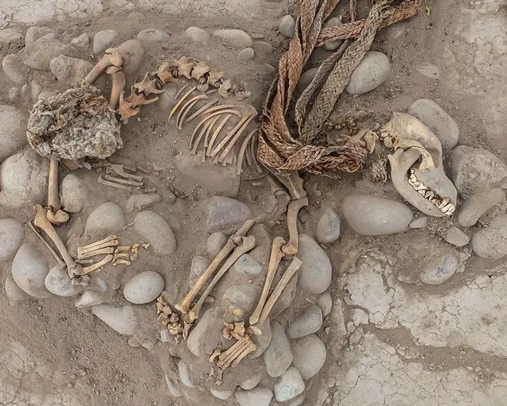 Ancient Secrets Revealed From Enigmatic 1,000-Year-Old Dog Burial Under Lima Zoo
