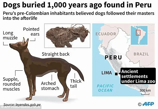 Ancient Secrets Revealed From Enigmatic 1,000-Year-Old Dog Burial Under Lima Zoo