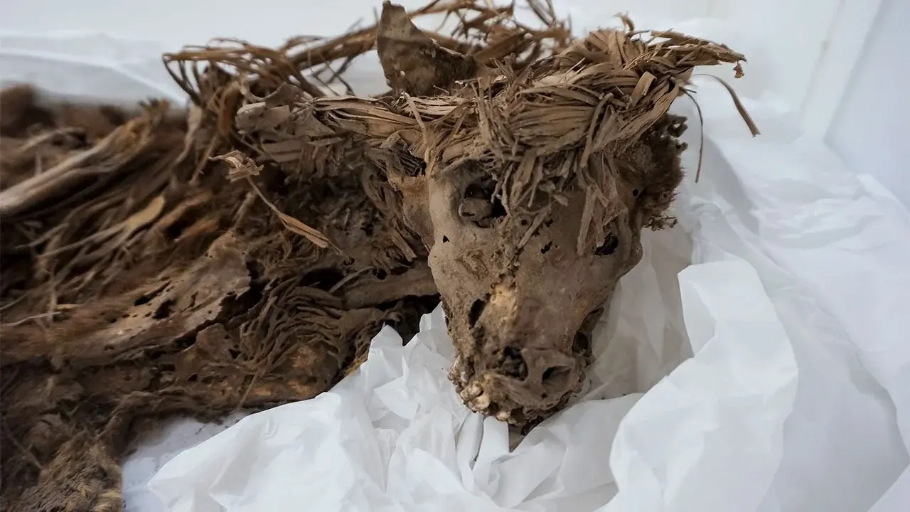 Ancient Secrets Revealed From Enigmatic 1,000-Year-Old Dog Burial Under Lima Zoo
