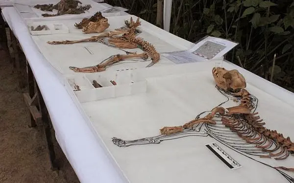 Ancient Secrets Revealed From Enigmatic 1,000-Year-Old Dog Burial Under Lima Zoo