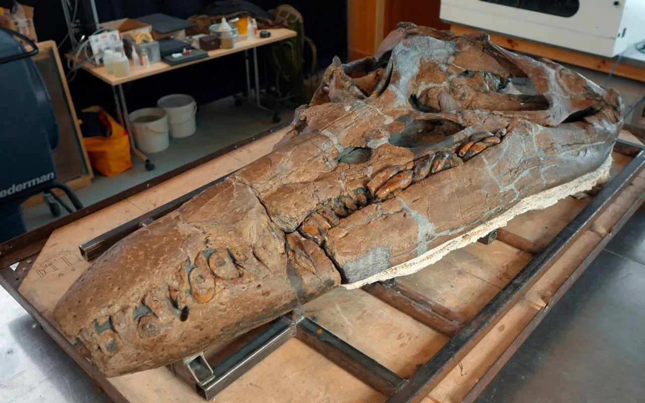BREAKING NEWS: 150 million-year-old 'sea monster' skull discovered on UK cliff