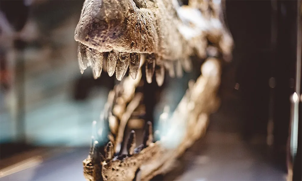 BREAKING NEWS: 150 million-year-old 'sea monster' skull discovered on UK cliff