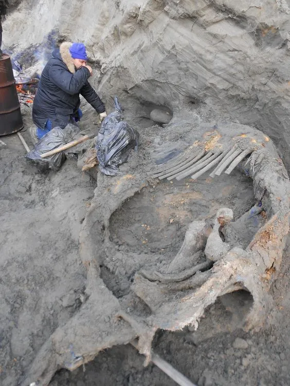 Archaeologists amazed: Fossils of more than 60 mammoths discovered in fossil quarry in South Dakota