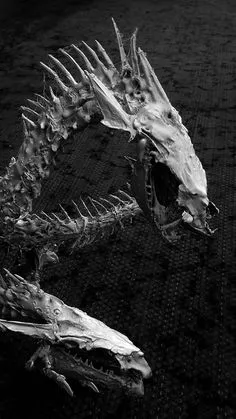 Chinese expedition discovers spectacular dragon fossil, dazzling the archaeological community
