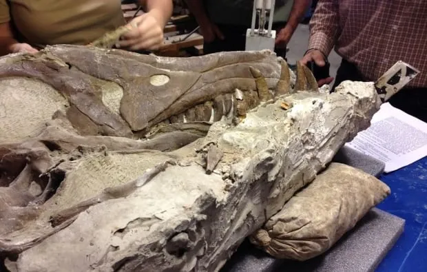Revealing the wonders of time: Scientists embark on a fascinating 29-million-year expedition, delving into the hidden secrets of dinosaur fossils