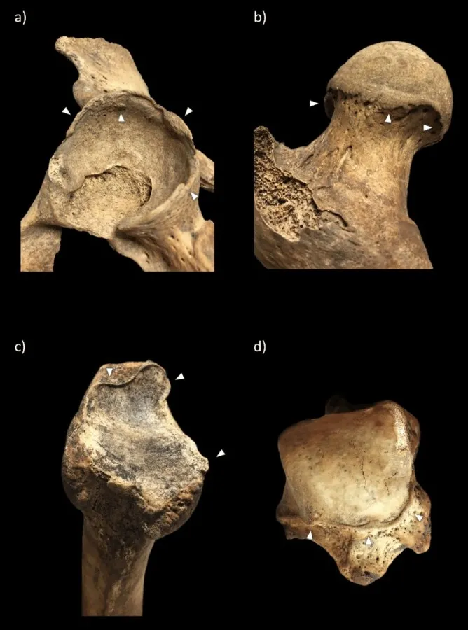 Tomb Number 11: Uncovering the Mysteries of Culture and Society in the Age of the Hungarian Conquest